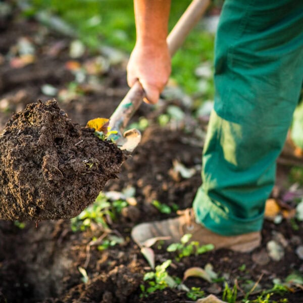 Person in green pants digging soil with a shovel in a garden.