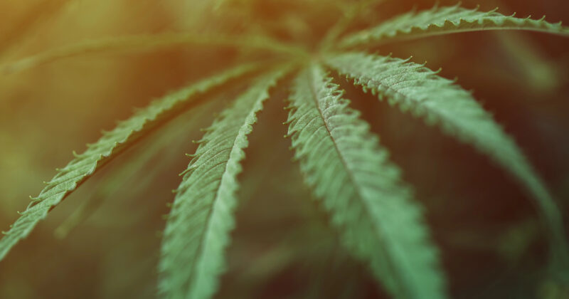 Close-up image of a green cannabis leaf with a sunlit background, showcasing the best natural beauty websites have to offer.