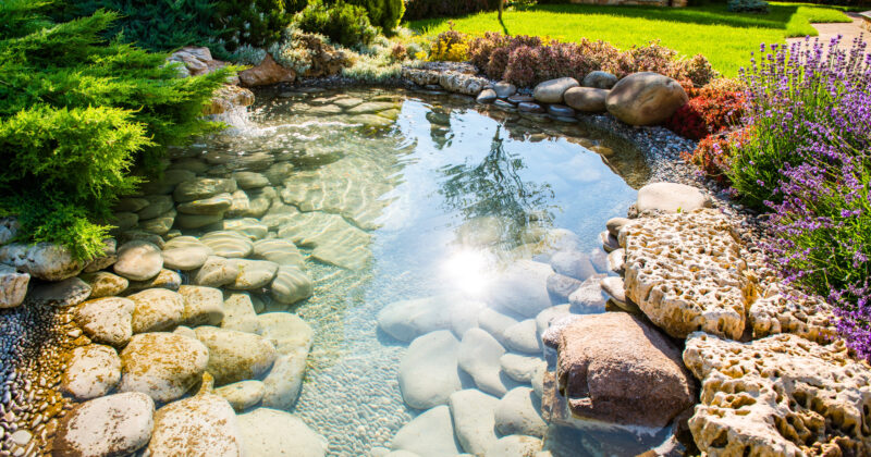 A small, clear pond surrounded by rocks and greenery is shown in a landscaped garden with sunlight reflecting off the water, reminiscent of designs found on the best pond websites.