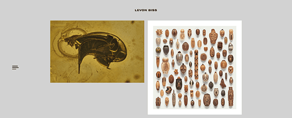 Left: close-up of an insect encased in amber. Right: array of various small seeds and nuts arranged in a grid pattern. Text at the top reads "LEVON BISS.