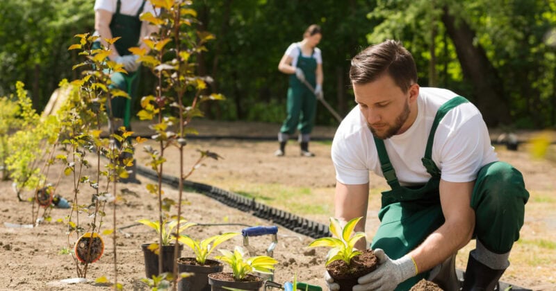 Three gardeners in green overalls are planting young shrubs in a garden. One is crouching in the foreground, while two others work diligently in the background, sketching out a growth blueprint for future blooms.