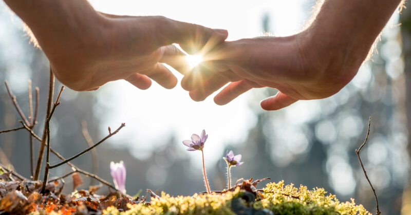 Two hands frame sunlight over a small flower on a moss-covered ground, capturing the serenity of nature. Just as this scene flourishes with care, your website needs attention too; consider our WordPress Care Plan for optimal growth and maintenance.