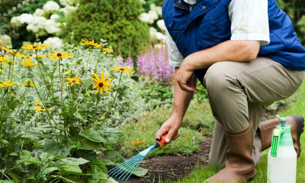 Person kneeling in a garden, using a hand rake near yellow flowers, embodies the dedication seen in top landscaping companies. A watering can is placed nearby.