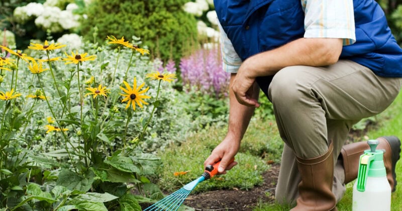 Person kneeling in a garden, using a hand rake near yellow flowers, embodies the dedication seen in top landscaping companies. A watering can is placed nearby.