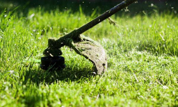 A grass trimmer skillfully cuts through lush green grass, making lawn care easy for beginners, with freshly cut clippings visible.