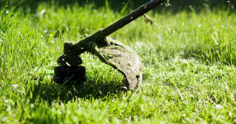 A grass trimmer skillfully cuts through lush green grass, making lawn care easy for beginners, with freshly cut clippings visible.