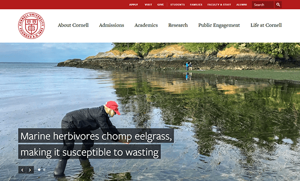 Person in a red cap examines eelgrass in shallow water, as explained on college websites. Text overlay highlights marine herbivores' impact on the aquatic plant.