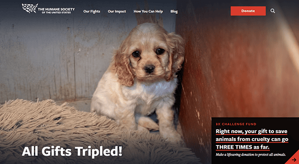 A small, curly-haired puppy sits in a corner on a blanket. Text on the image states "All Gifts Tripled!" and provides information about a donation challenge fund featured on the best charity websites.