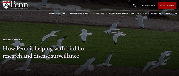 A flock of birds soars over the lush grass as Penn's involvement in bird flu research and disease surveillance highlights their commitment to cutting-edge research, showcased prominently on one of the best college websites.