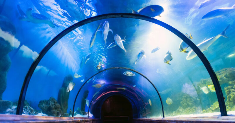 Experience the breathtaking underwater tunnel in this top-rated aquarium, where fish gracefully swim above, illuminated by sunlight filtering through the water. Dive into a world of wonder and explore the best aquarium websites for more captivating aquatic adventures.