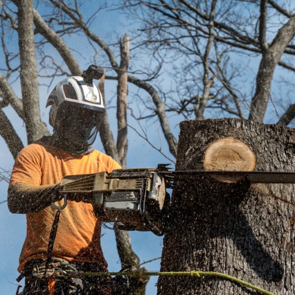 A person in protective gear expertly wields a chainsaw, showcasing their tree service skills as they cut through a large branch. Bare tree branches silhouette against the clear blue sky, highlighting the precision and care involved in maintaining nature's giants.