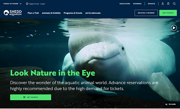 Discover the enchanting world of beluga whales at Shedd Aquarium. Explore our website for ticket reservations and membership options. Dive into one of the best aquarium websites to plan your visit today!.