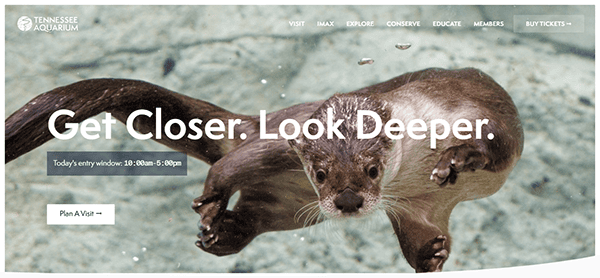 Otter swimming underwater with "Get Closer. Look Deeper." text overlay, inviting you to explore the wonders of Tennessee Aquarium—ranked among the best aquariums. Discover entry times and hit "Plan A Visit" to start your adventure.