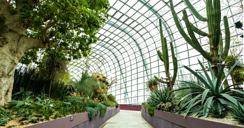 An indoor botanical garden with a curved glass ceiling, showcasing innovative greenhouse design and featuring a variety of plants including cacti and leafy trees along a central walkway.