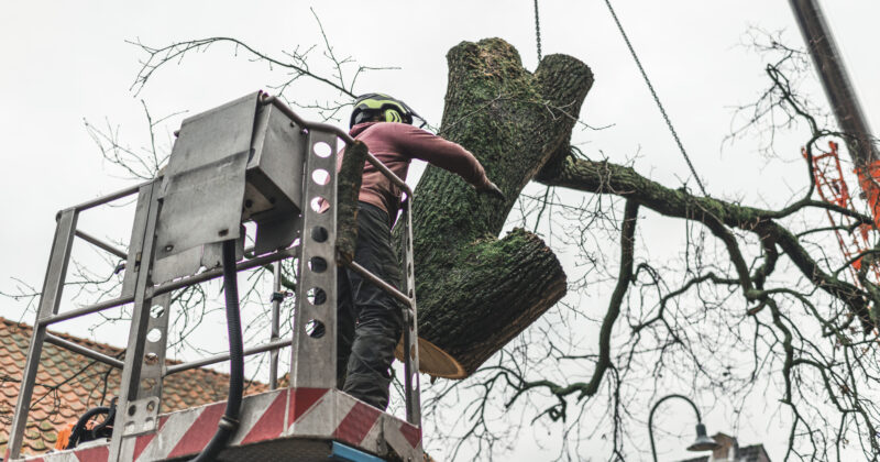 A worker in a harness expertly maneuvers a chainsaw to cut a large tree branch while elevated on a cherry picker, showcasing the precision and expertise of professional tree service.