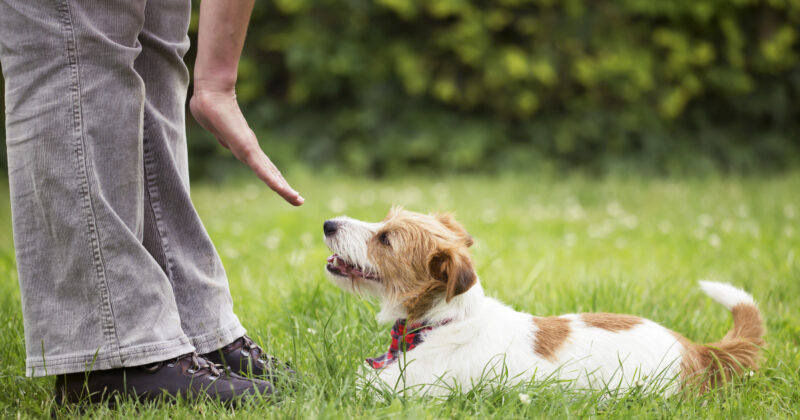 A person in jeans and black shoes is training a small white and brown dog on the grass, perhaps inspired by tips from the best dog training websites. The dog lies down, gazing up at the person's raised hand, with green shrubs serving as a serene backdrop.